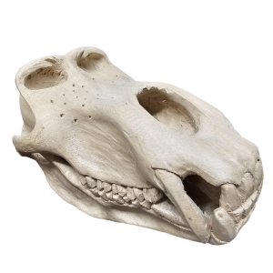 Baboon skull carving