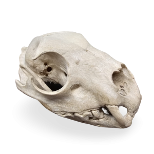 Cheetah skull carving